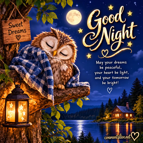 Owl Night